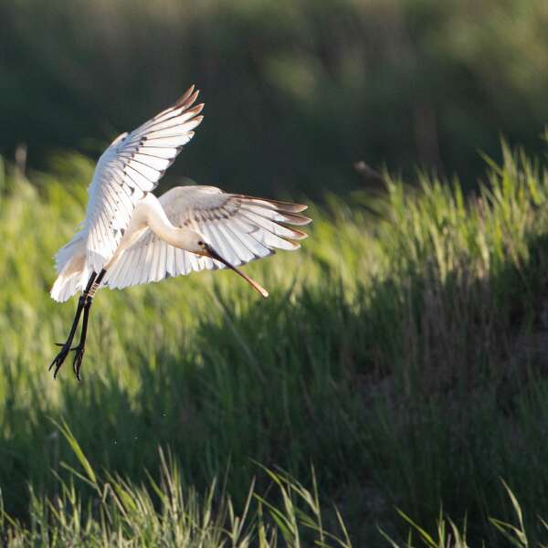 Visite guidée de Terres d'Oiseaux