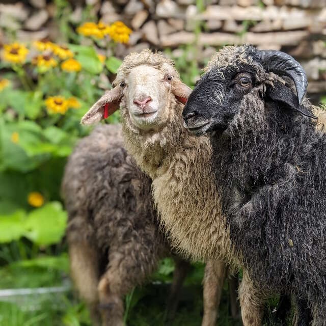 La ferme de Maillofargueix – La biodiversité par l’éco pâturage