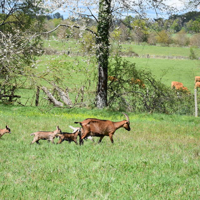 Venez buller avec les chèvres
