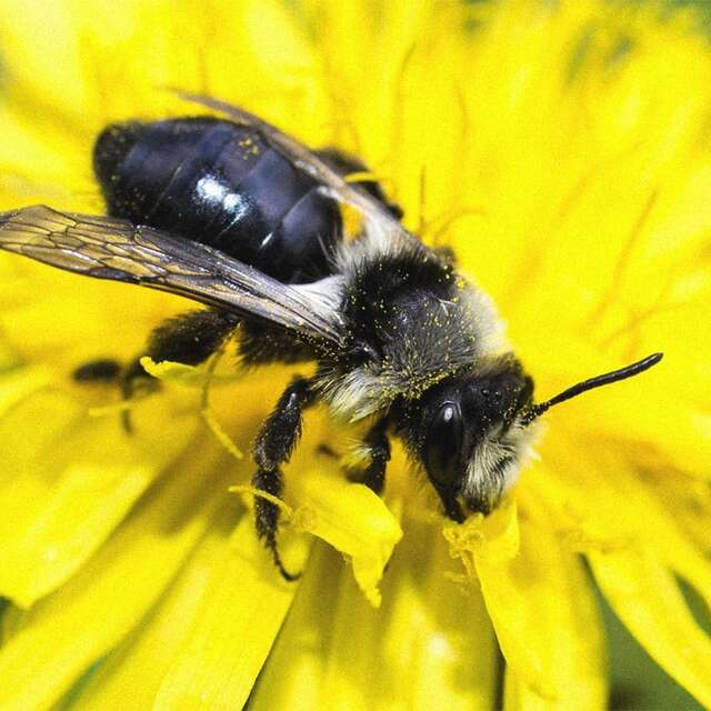 RDV de la biodiversité : et si tu devenais une abeille sauvage ?