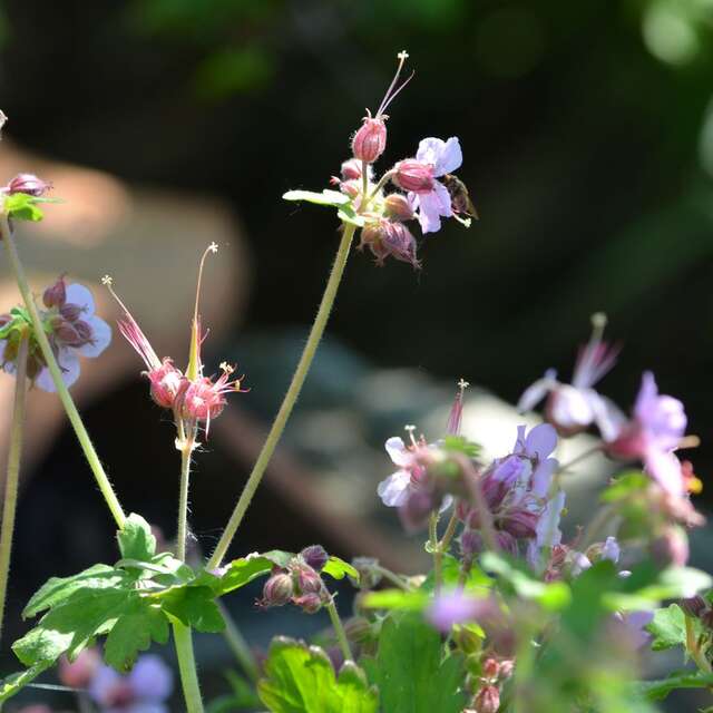 Le jardin de Peyreladas