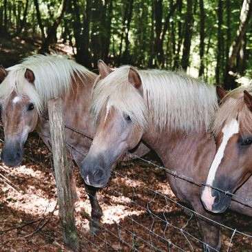 La Jumenterie Pastorale - Gîte Accueil Paysan