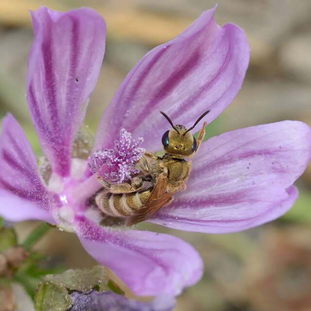 Films & conférence sur les abeilles sauvages