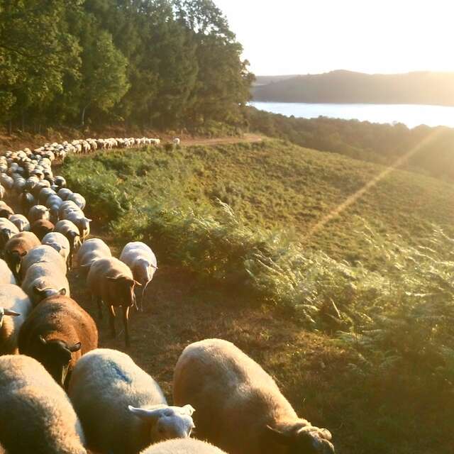 Rando-apéro-pasto autour du Lac de Vassivière