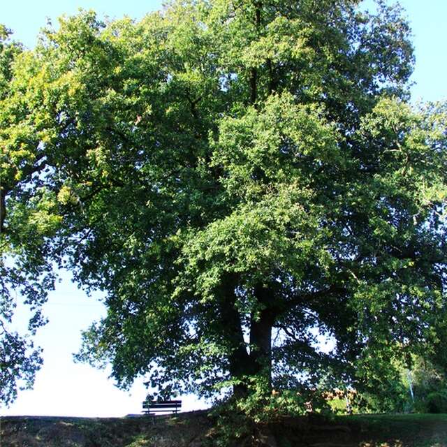 Des arbres remarquables