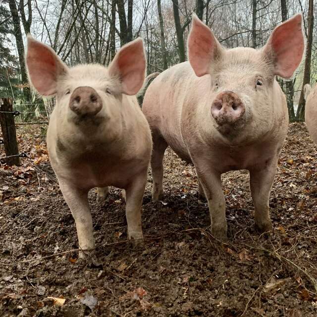 LA FERME DE LAGEAS HAUTE