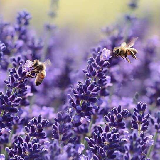 Melissa Miel, visite gratuite chez un apiculteur