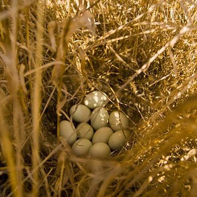 Chasse aux œufs de Pâques