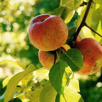 Fête de la Pomme et marché festif