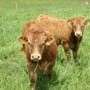 Viande Bovine Limousine GAEC Lavergne