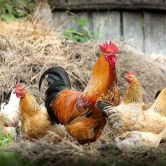 Volailles de la Ferme de Chatreix