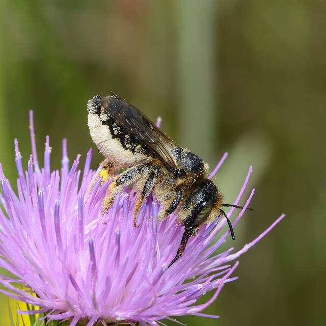 Les rendez-vous de la biodiversité
