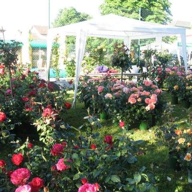 Fête de la Rose