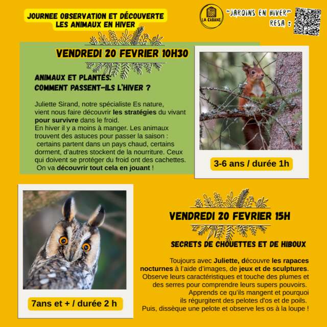 Secrets de chouettes et de hiboux