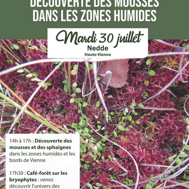 Découverte des mousses dans les zones humides