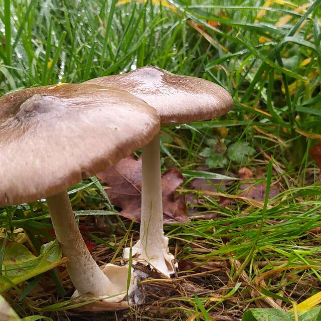 Inventaire des champignons