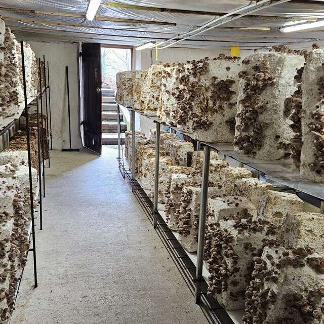 Champignons de Gaudeix