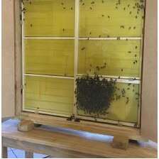 Le jardin aux abeilles à Magnac-Bourg