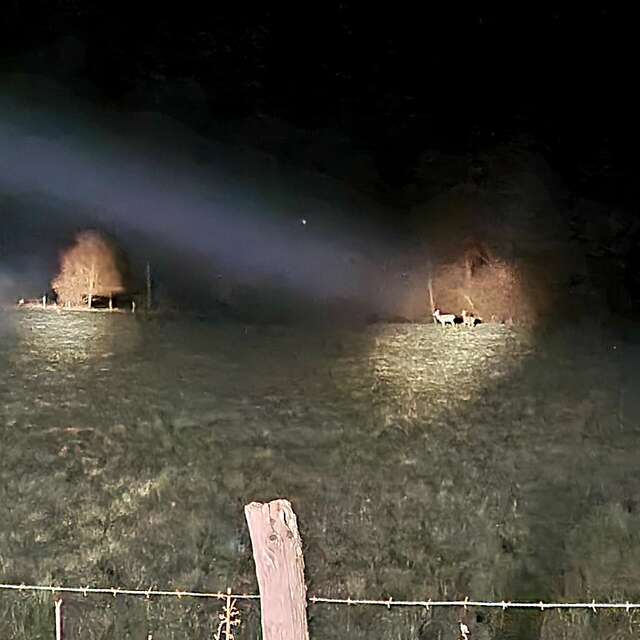 La nuit de la faune sauvage