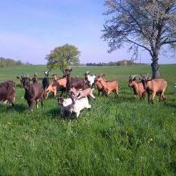 Les Délices de Justine - Fromages de chèvres et de vaches