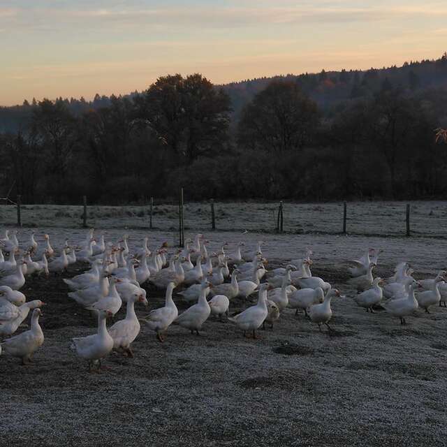 Ferme avicole de Cheni (volailles)