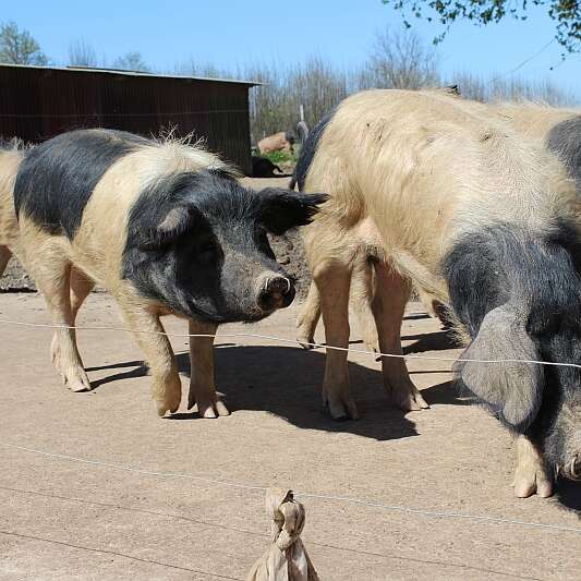 Producteur de porc Cul Noir : Guy Tallet