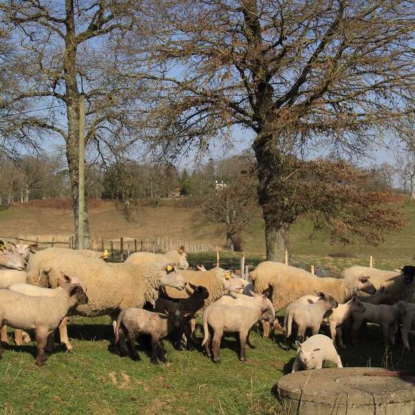 Domaine du Mazet - viande d'agneau et plantes médicinales Bio