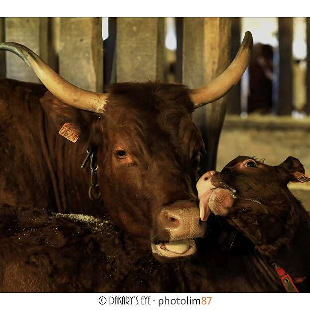 Ferme de Châtres - Viande bovine et produits laitiers