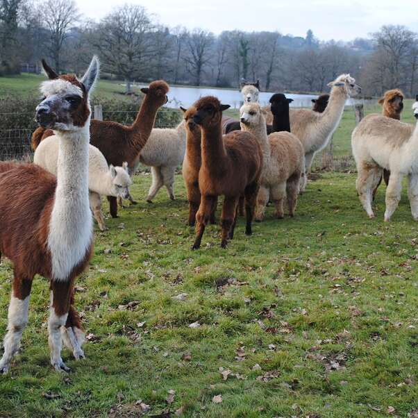 Bonheur Alpacas -Laine d'alpagas