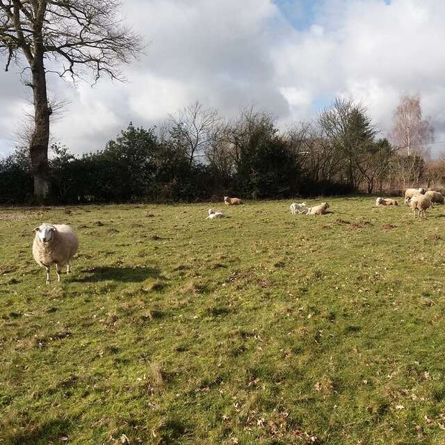 La ferme du Puy de Mont - Viande bovine et viande d'agneau