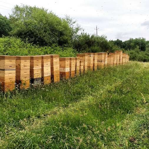 L'abeille des Monts de Blond - Miels, pain d'épices, nougat et hydromel bios
