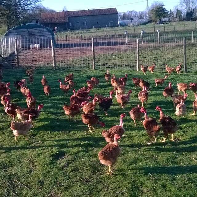 Volailles et oeufs fermiers de la ferme des Chabo'T