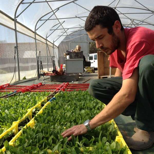 Les plants bio du GAEC Le Jardin d'Albert