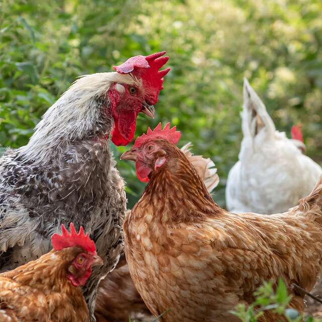 La ferme des Genêts - certifiée AB