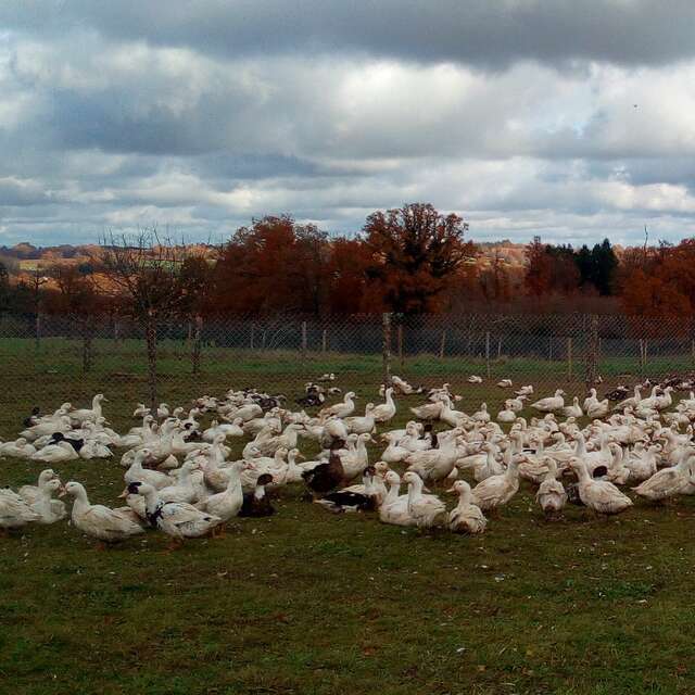 Produits frais et conserves de canards gras - Ferme de Lauzanne