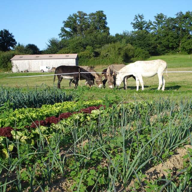 Légumes bio de la ferme "Âne et Carotte"