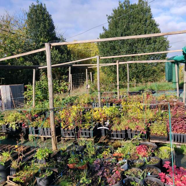 Atelier d'initiation à la greffe d'arbres fruitiers