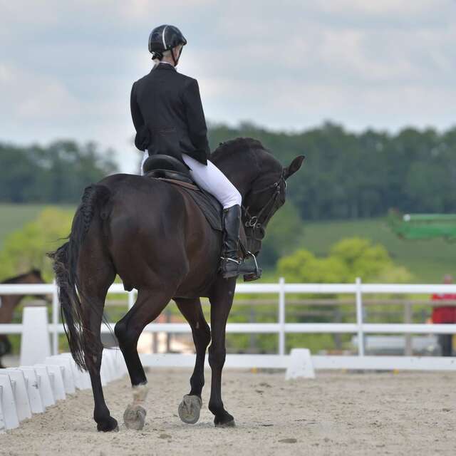 Concours de dressage