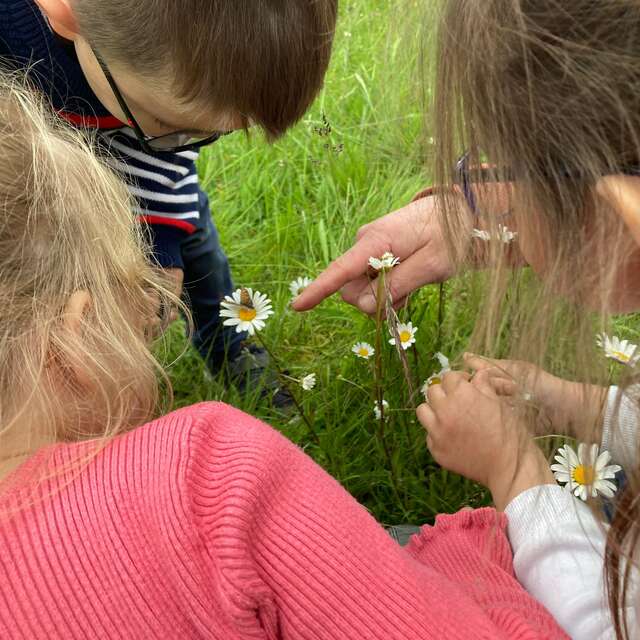 Chasse aux insectes au Jardin «bourdonnant»