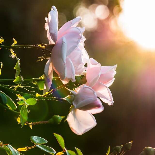 Atelier : Taille des rosiers