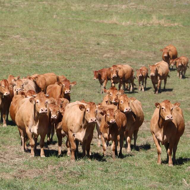 Visite de producteurs : Au cœur d’une ferme Limousine
