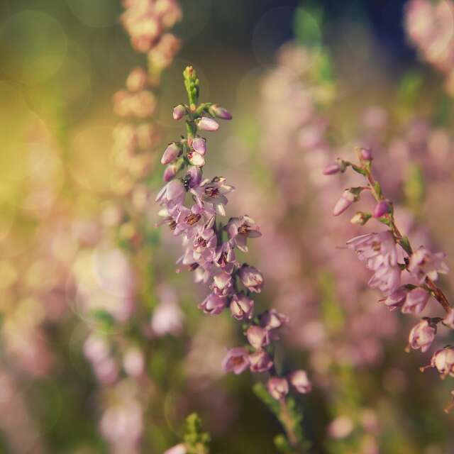 Chantier participatif sur la Lande de Beaubreuil