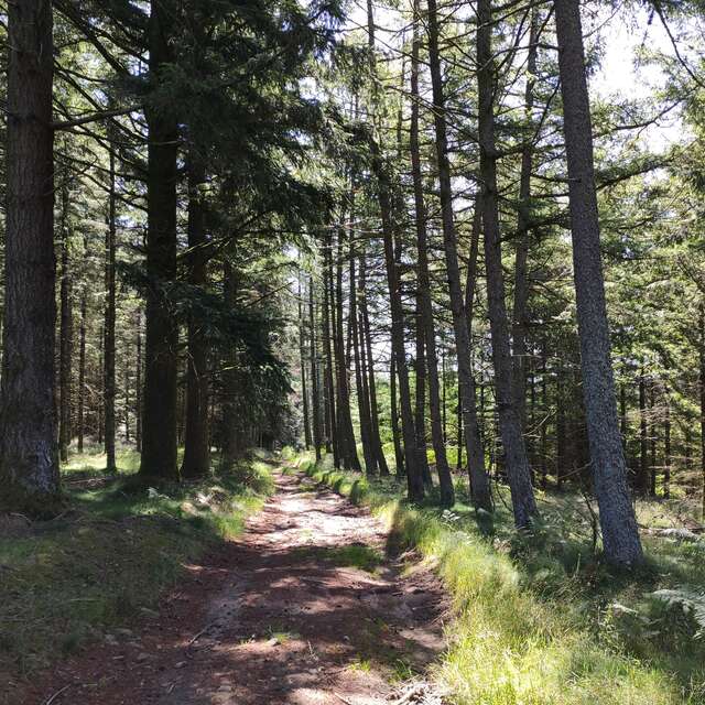 Conférence UPE : La forêt et le changement climatique