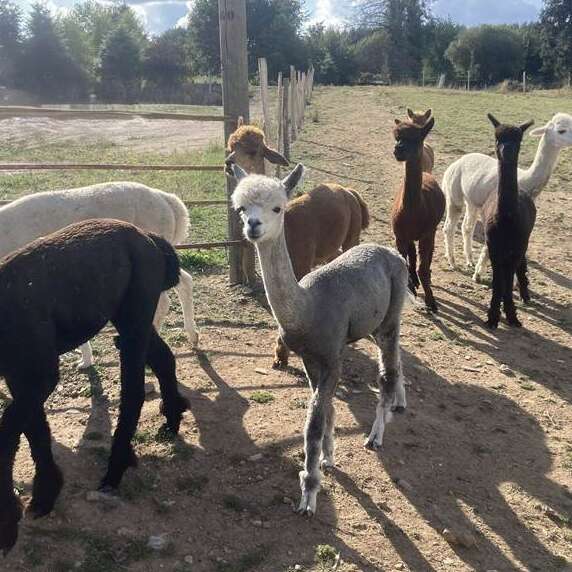 Le Clos des Alpagas - Ferme Pédagogique