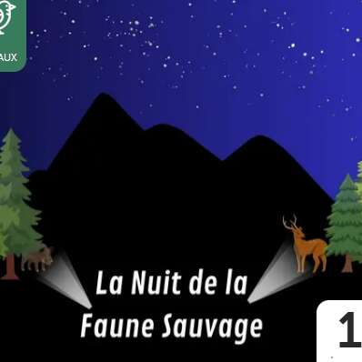 Observation de la faune sauvage la nuit