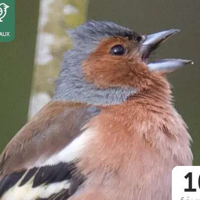 Les Oiseaux de nos Campagnes