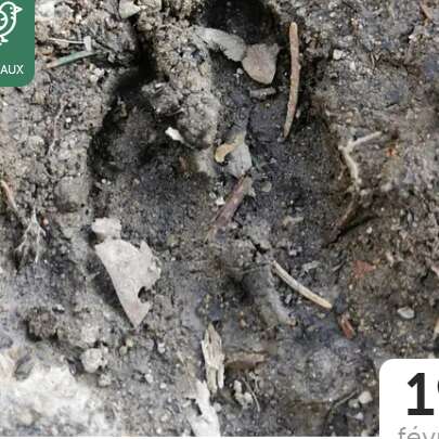 Traces et empreintes