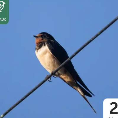 L'hirondelle fait le printemps
