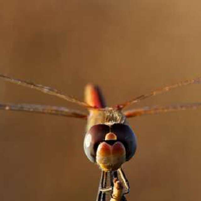 Entre deux mondes : la vie des libellules - Dimanche Nature