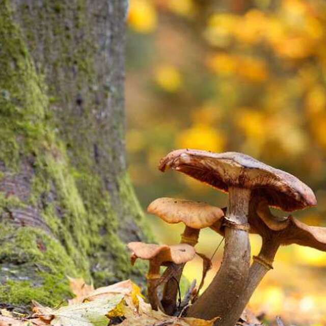 Allons aux champignons - Dimanche Nature